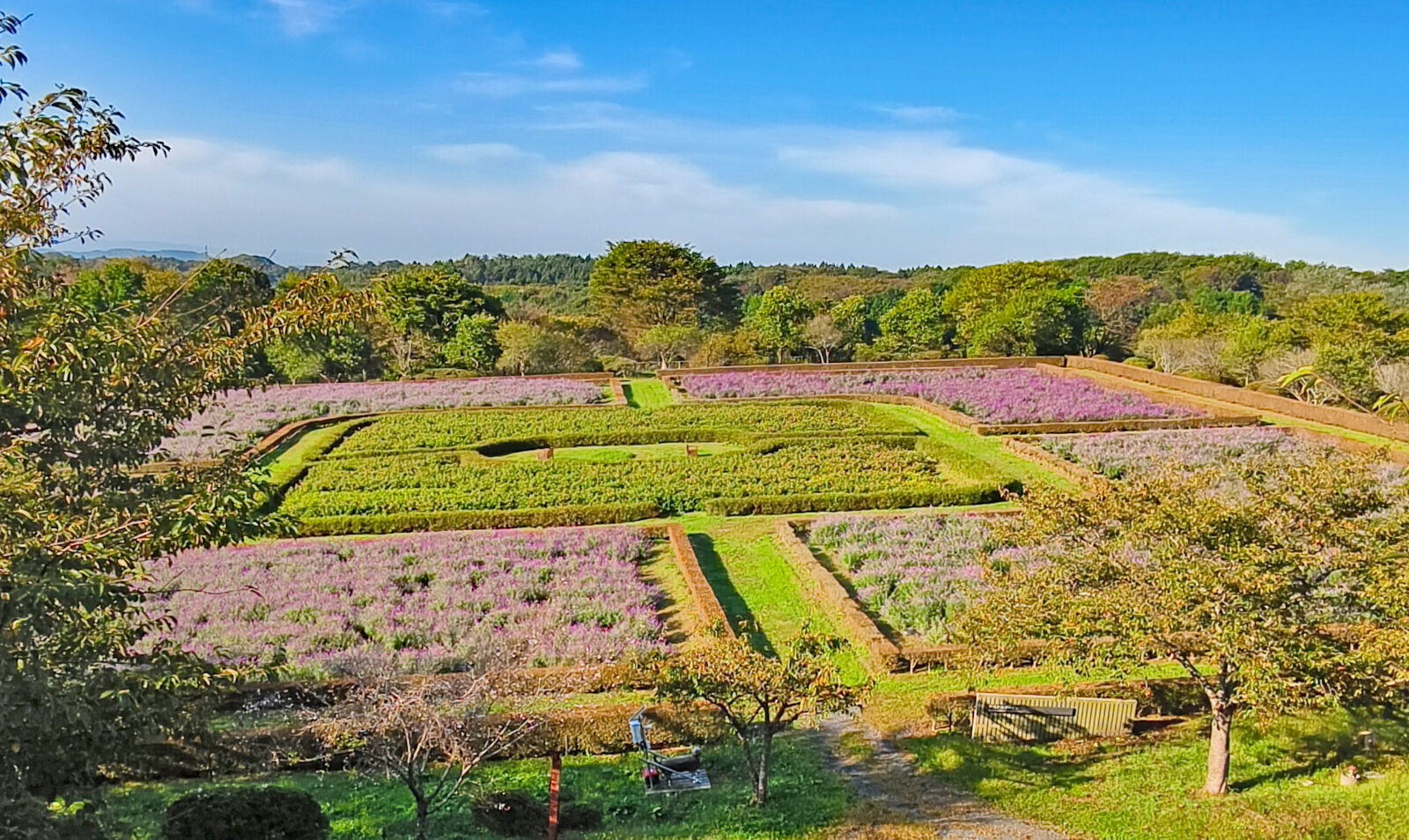 アメジストセージが見ごろを迎えました