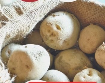 牧場産『じゃがいも』がオススメです