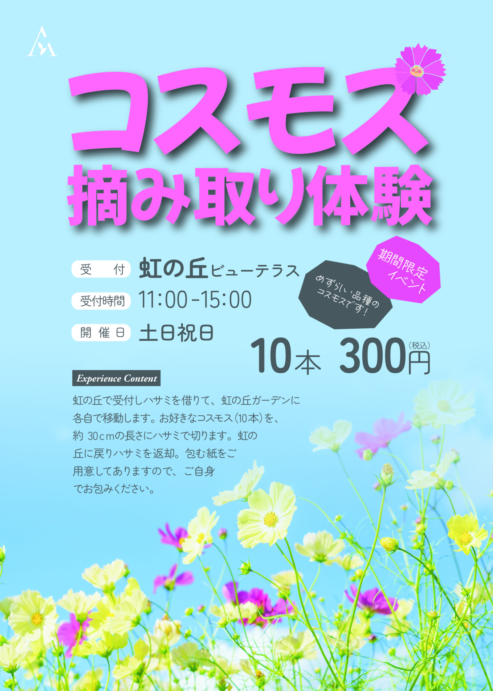 コスモス摘み取り体験