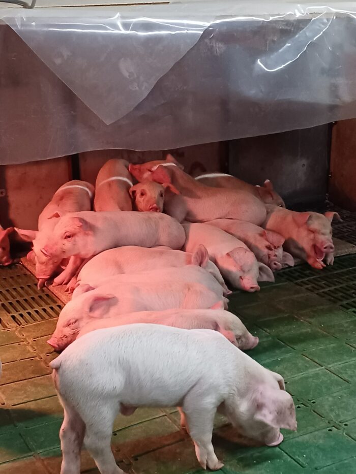 養豚場の冬場対策