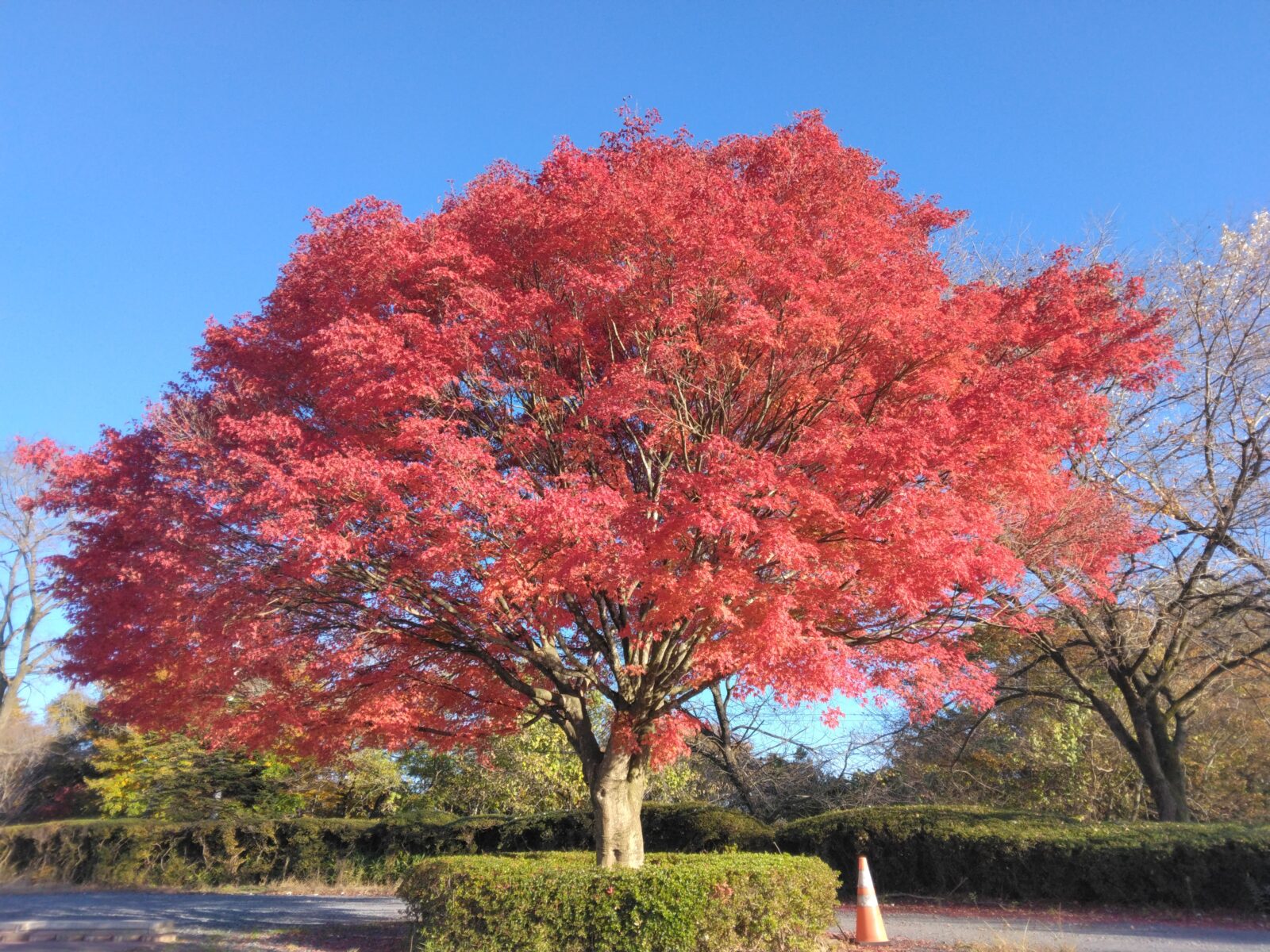 瑞穂の国のゆらぎ ― 令和の米騒動を思う ―