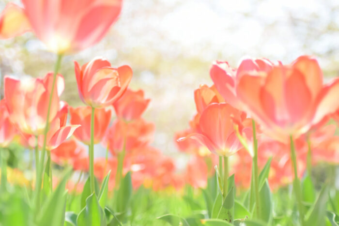 来春限定｜咲いた花を見て選べるチューリップ球根販売