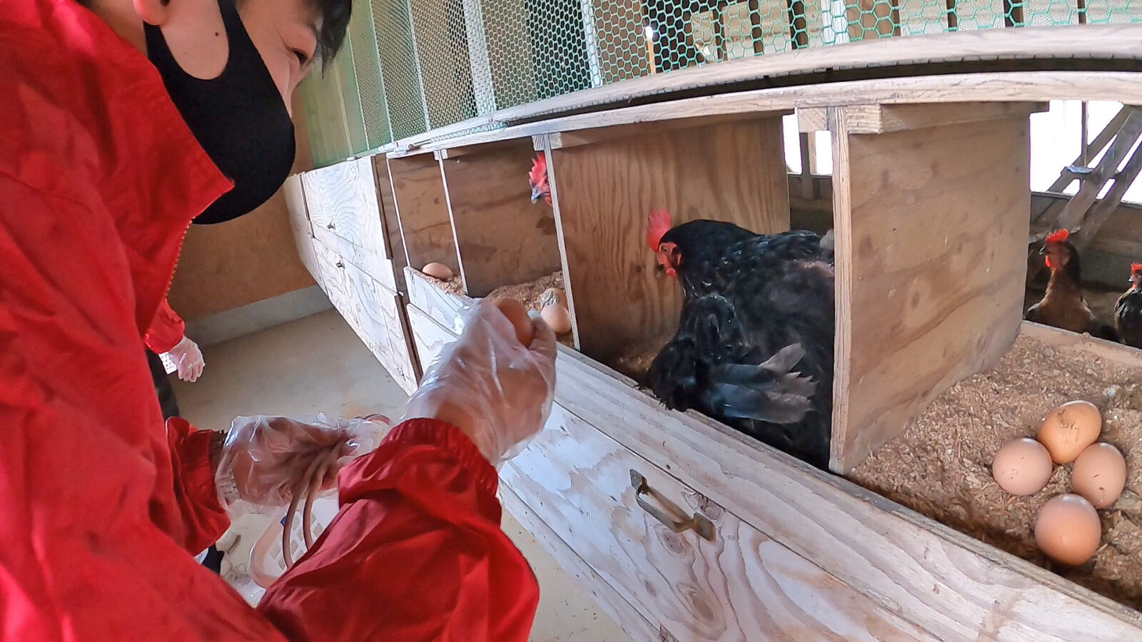 「たまごひろい体験」はいかがですか！