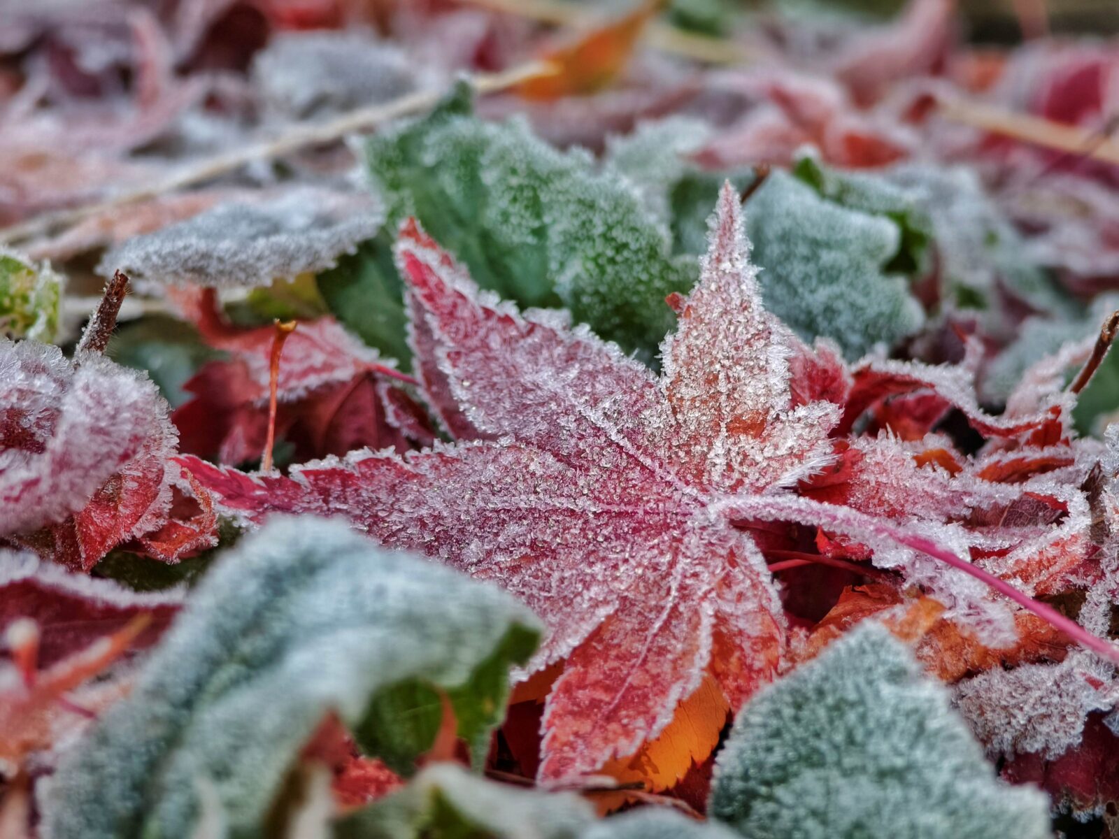 牧場有料エリア今季の営業は12月7日（日）まで