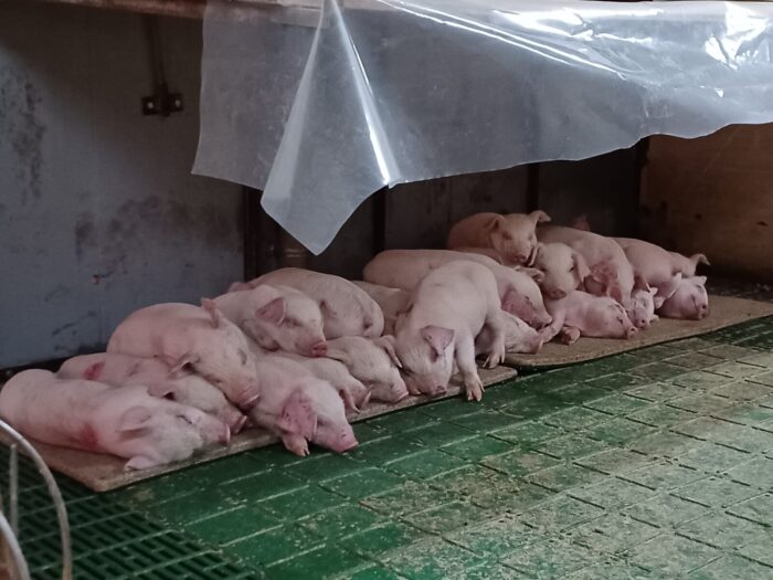 養豚を学び直しています！