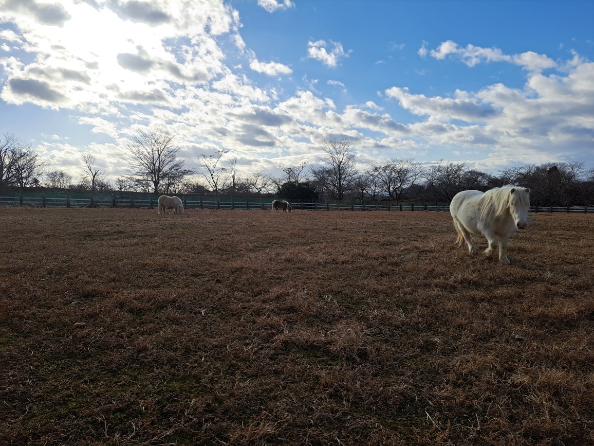 午年にちなんでポニーのお世話について