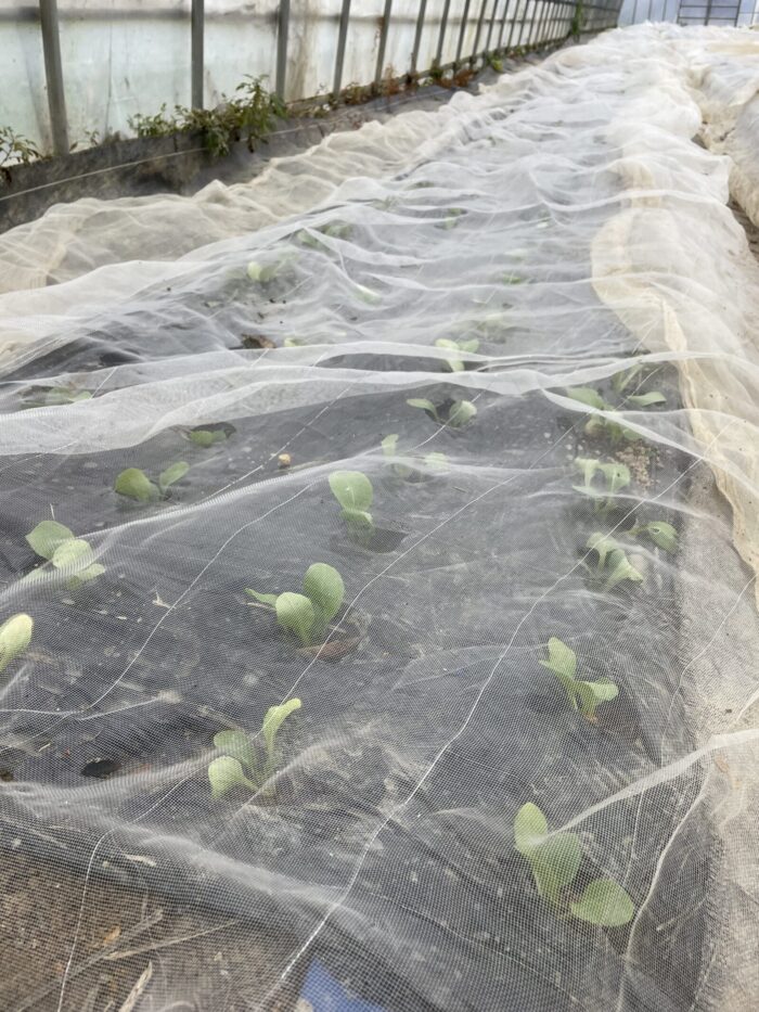 冬期の野菜の様子について