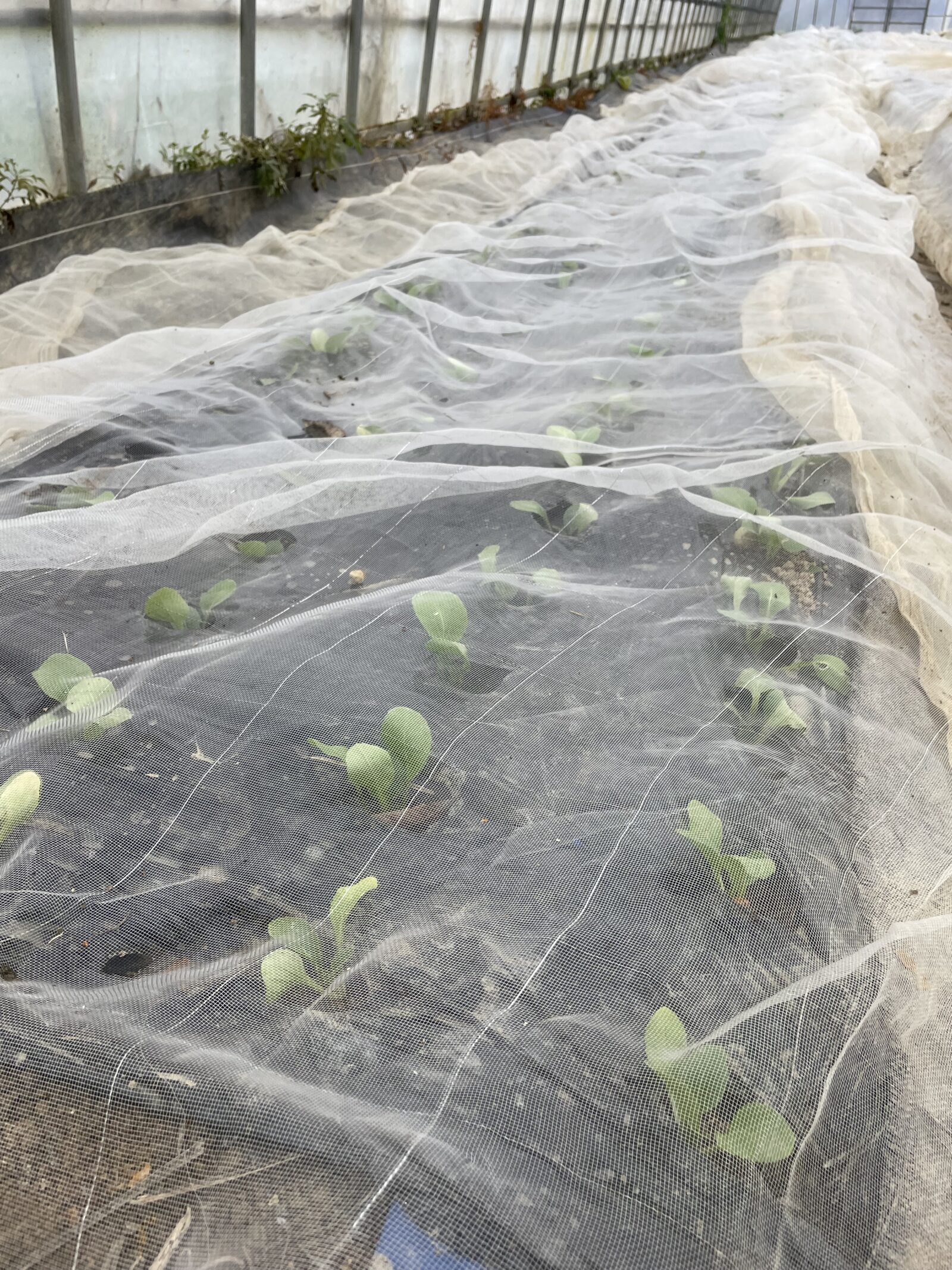 冬期の野菜の様子について