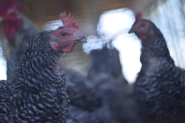 初日の出とともに届く、元旦生まれのたまご