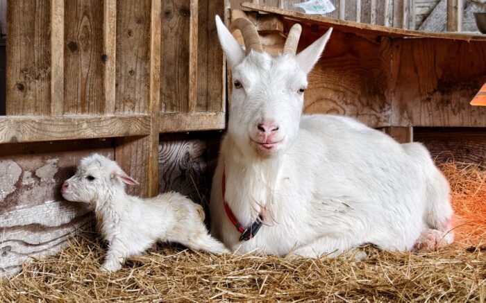 この春産まれた動物たちについて