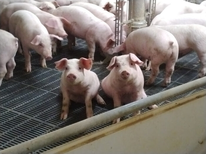 花泉農場に移動して、仕事内容、感想、意気込み