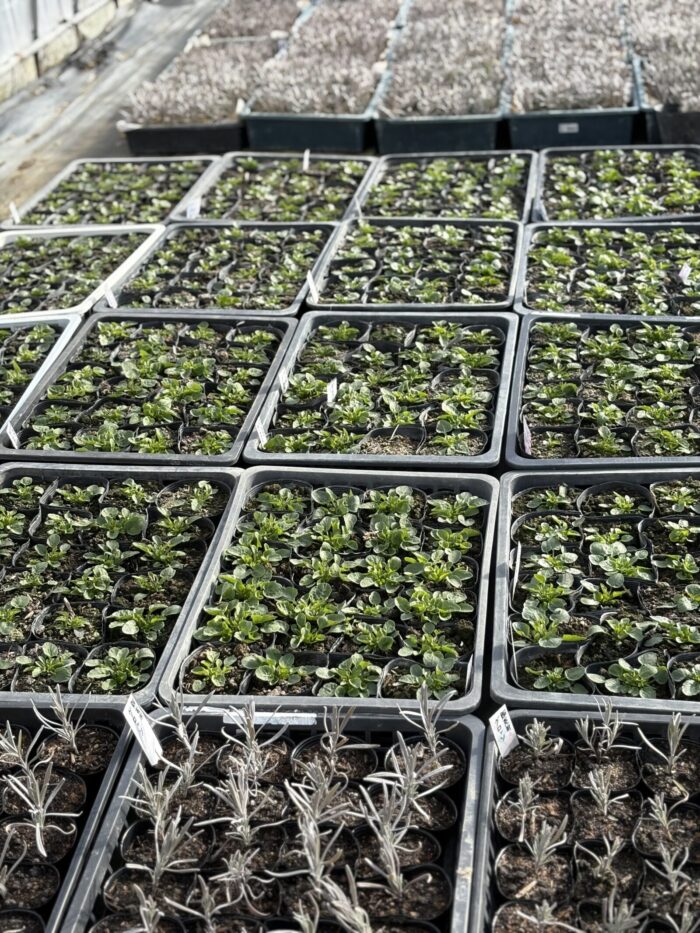 花とハーブの育成状況