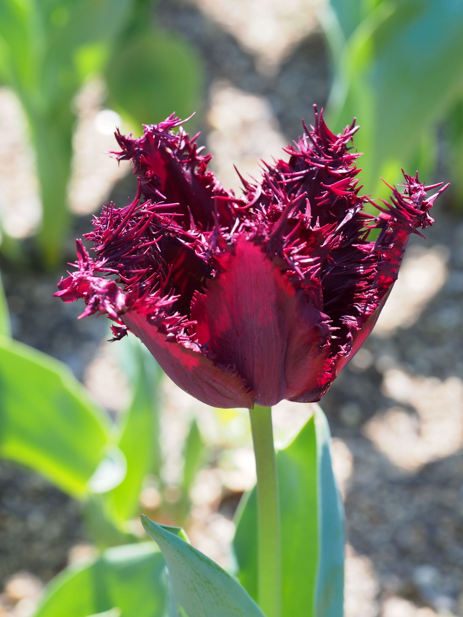 新種11種 20万本のチューリップ | Ark館ヶ森