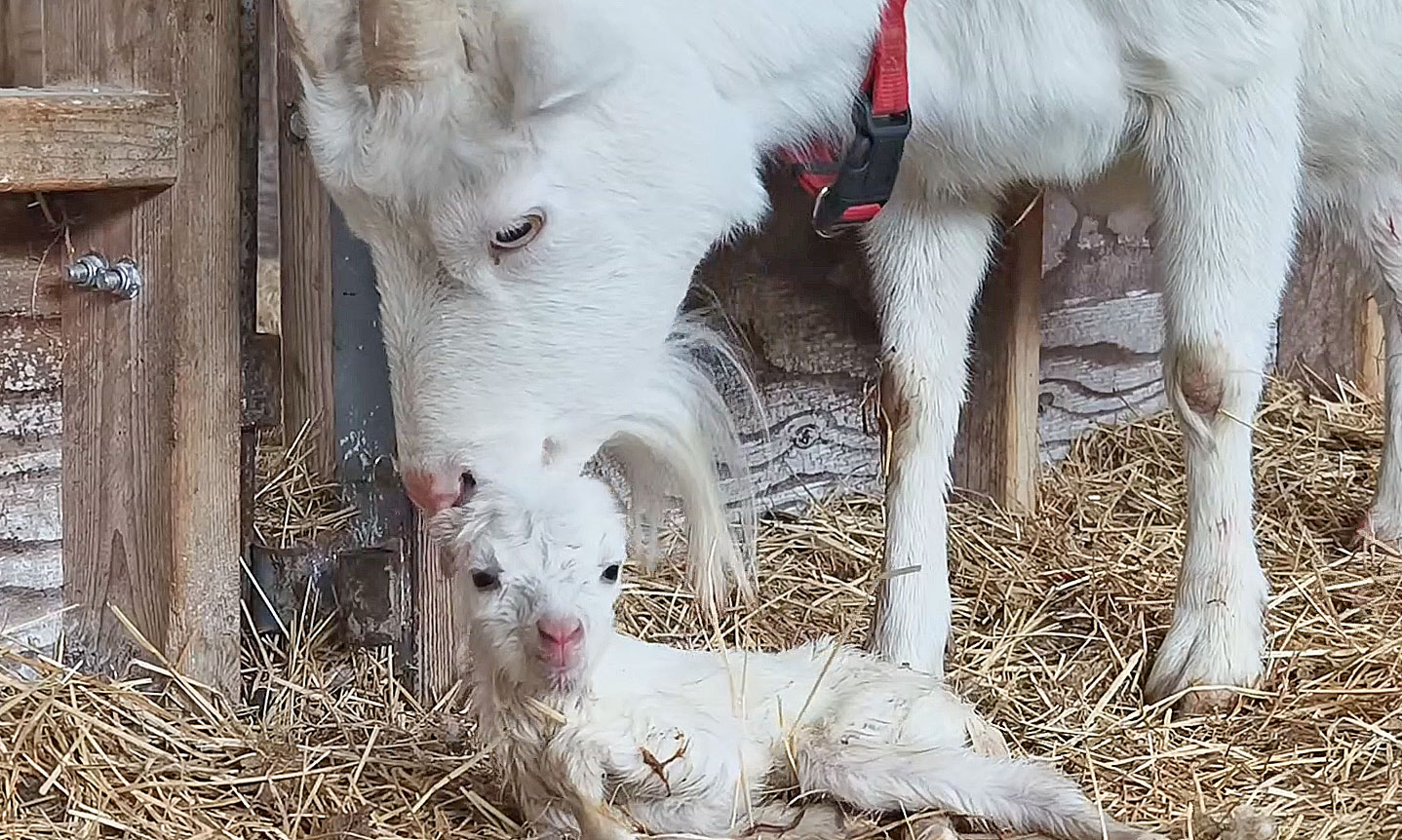 Ark館ヶ森 牧場 NOW!