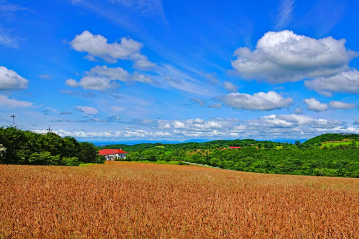 新しい商品について