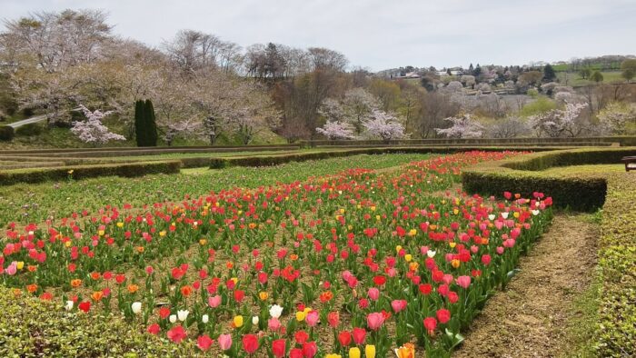 チューリップの開花状況