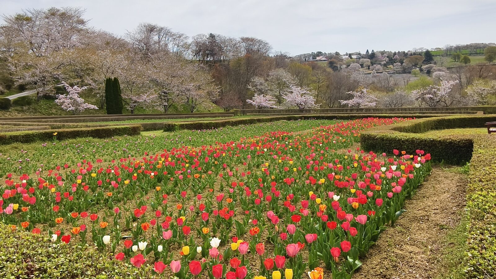 チューリップの開花状況
