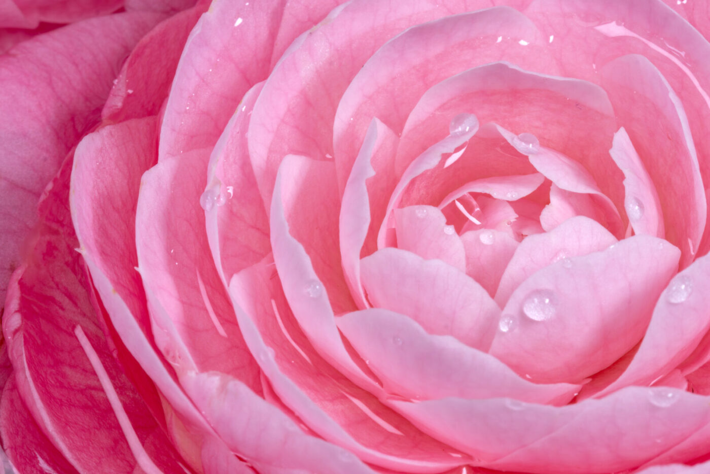 バラの魅力とチカラを深堀り！魅惑のバラの世界パートⅡ