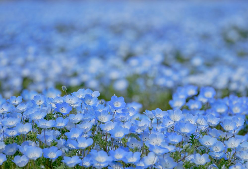 空とつながる、青の絶景。31,000株のネモフィラ開花