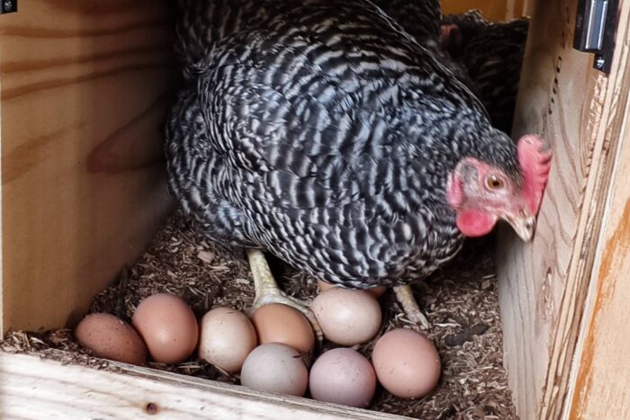 たまごのぬくもりを感じる新体験「たまごの学校」オープン