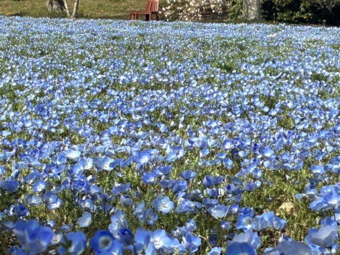 見つけてみよう！