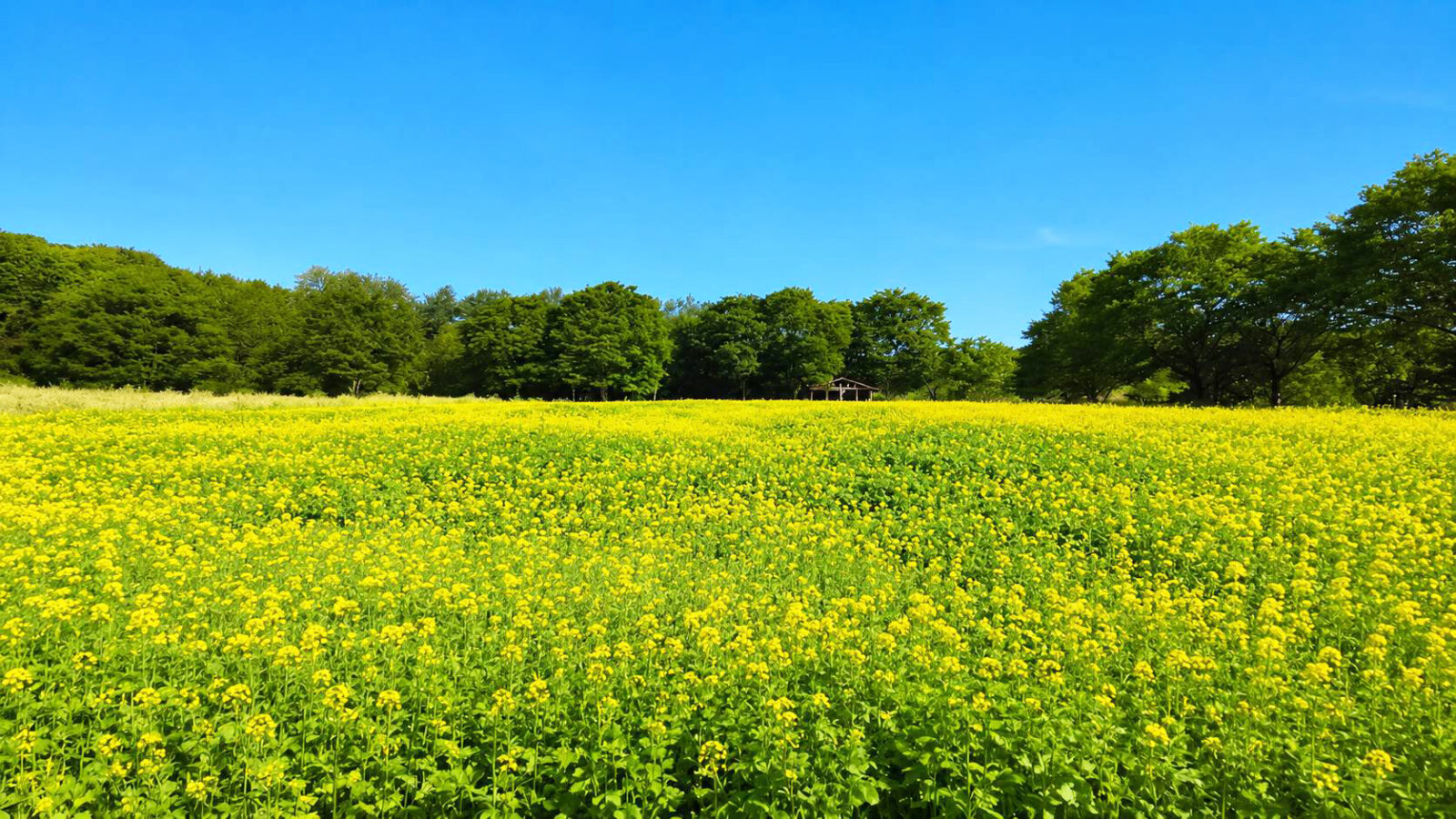 青空と菜の花がつくる、初夏だけの“黄金の絶景”