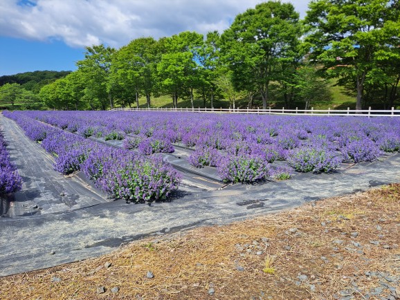 GWも最終日、Ark館ヶ森で動物や花々を楽しもう！