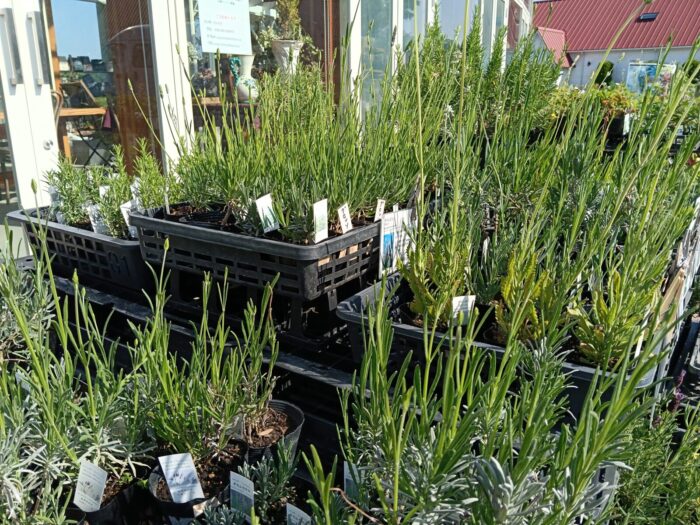 ホームセンターではなかなか出会えない植物たち、揃ってます！