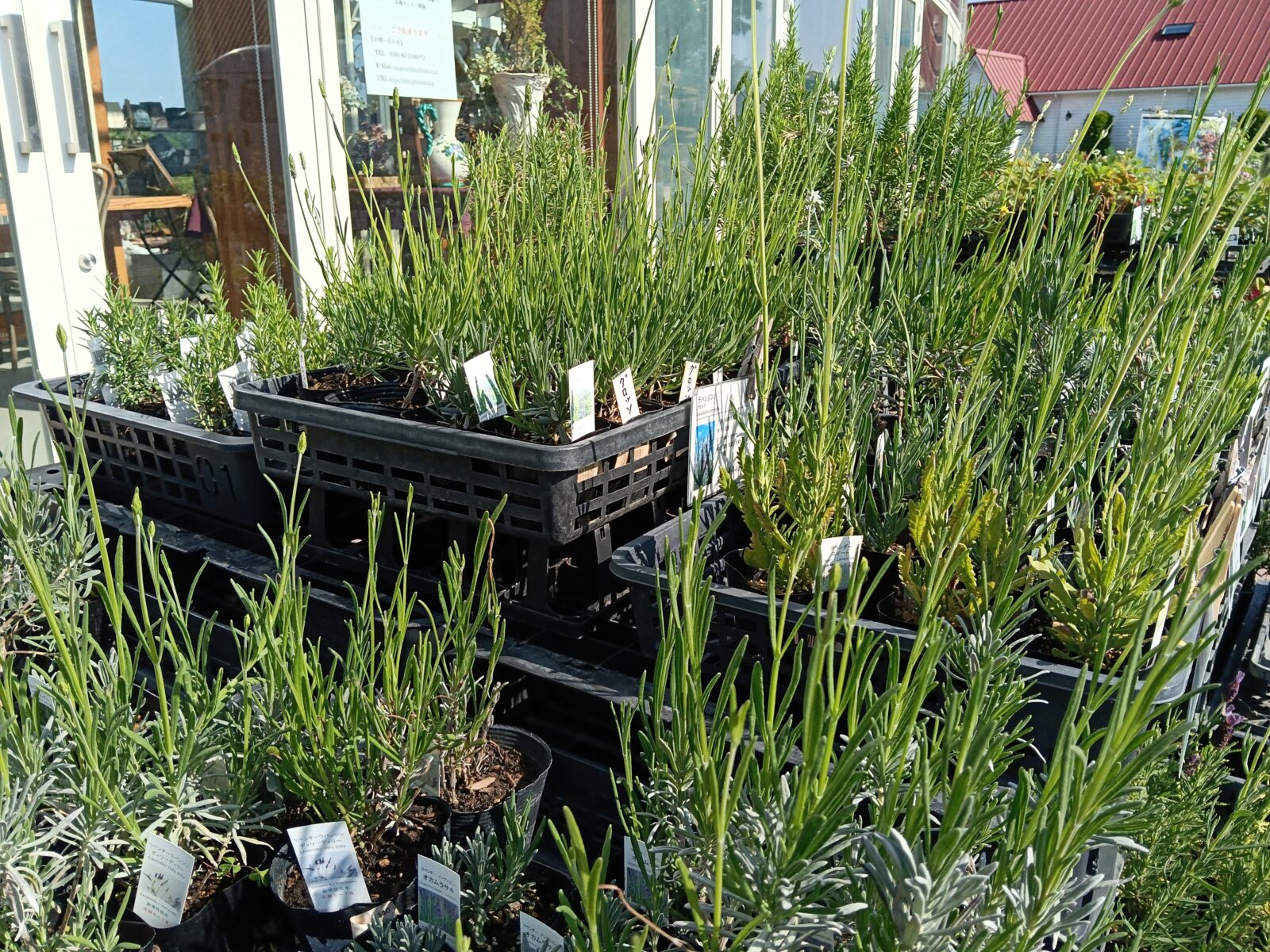 ホームセンターではなかなか出会えない植物たち、揃ってます！