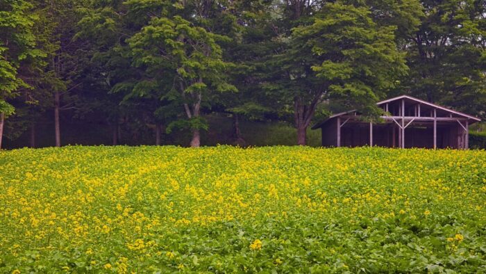 5月下旬「菜の花」が見ごろを迎えます