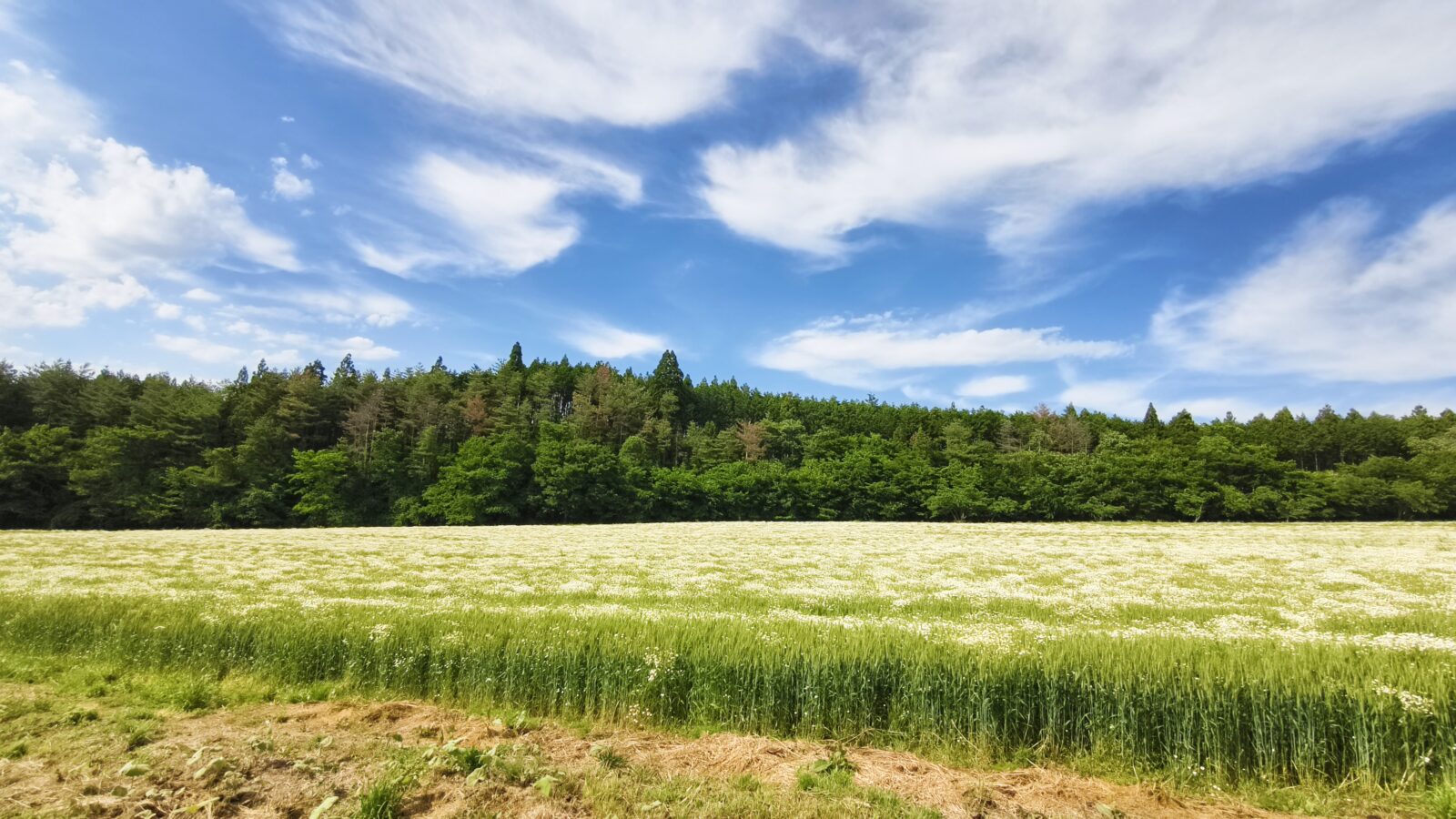 カモミールの 巨大お花畑が出現 !?