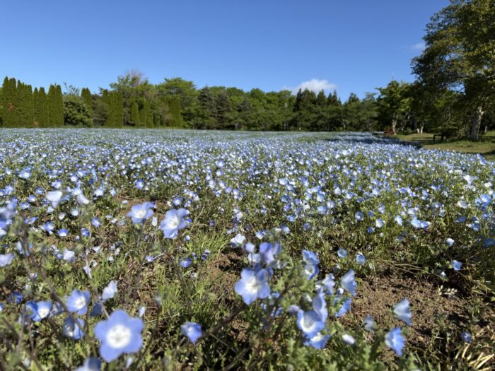 GW後の牧場内の開花状況🌷