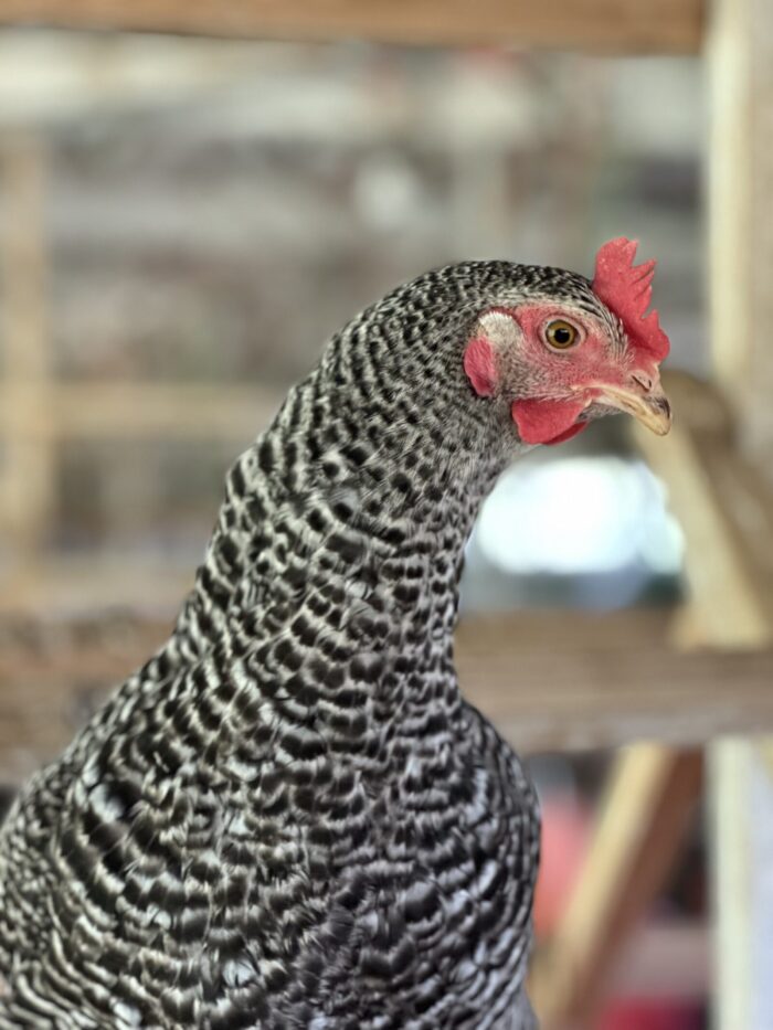 鶏たちの健康を守る、最適な環境づくり