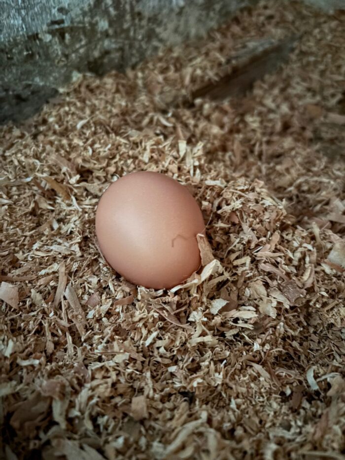 昔たまご ～鶏たちの健やかな暮らしが育む、本当の豊かさ～
