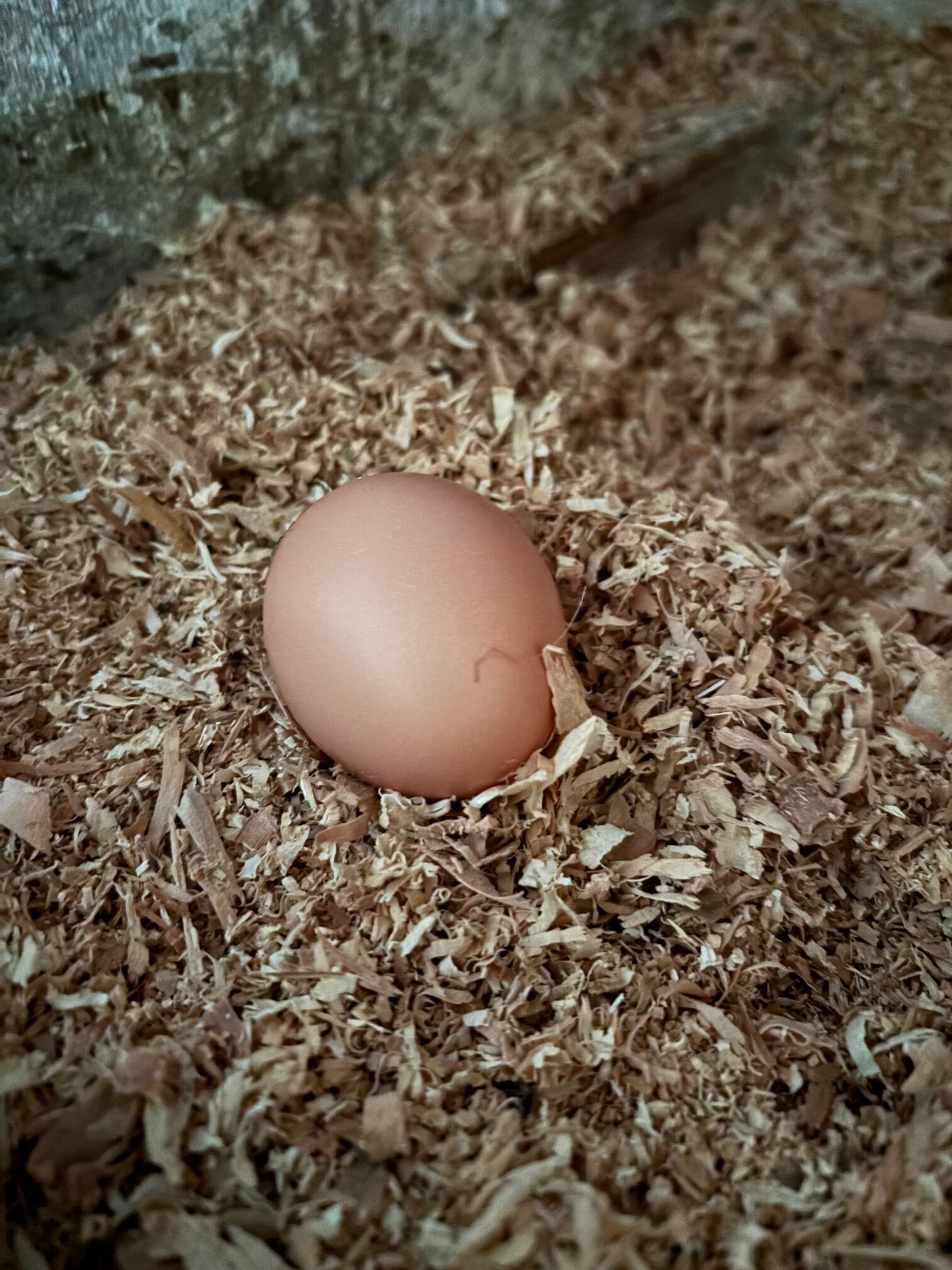 昔たまご ～鶏たちの健やかな暮らしが育む、本当の豊かさ～