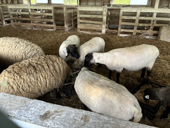 衣替えシーズン到来！🐑