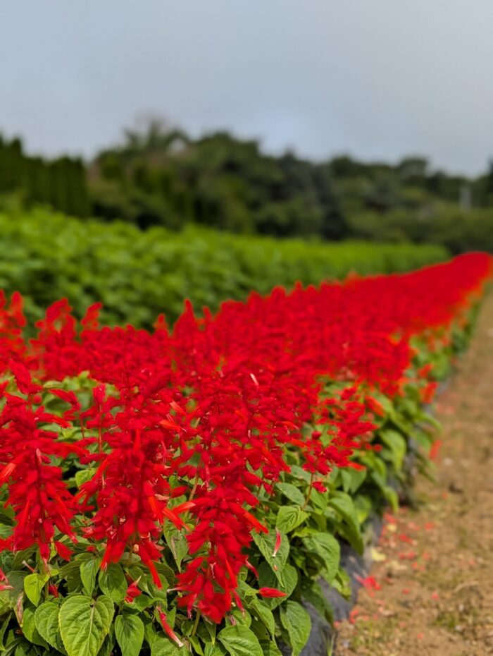 青空に映える「花の虹」｜虹の丘ガーデンの夏の絶景【岩手県一関市・Ark館ヶ森】