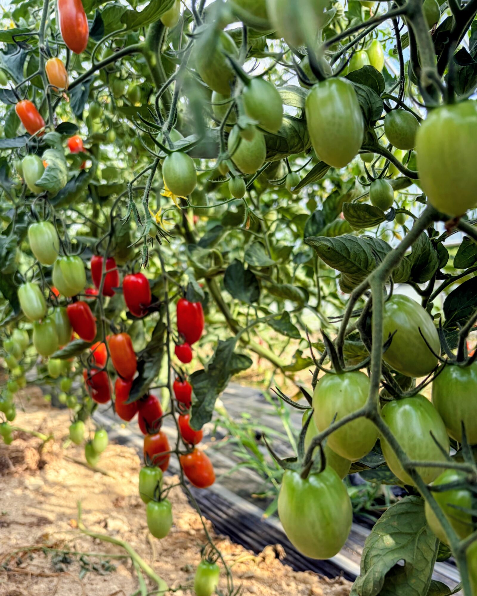牧場の夏野菜