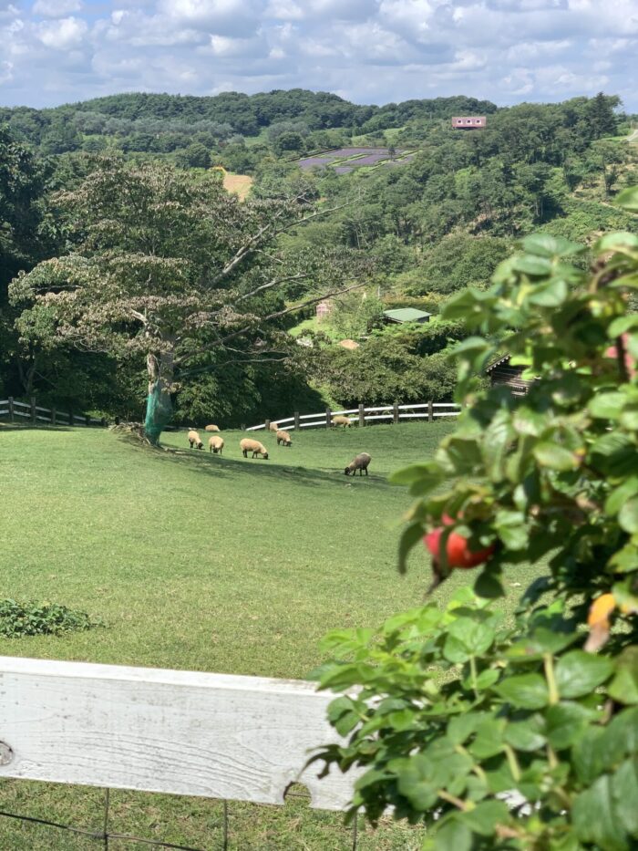 夏のArk館ヶ森