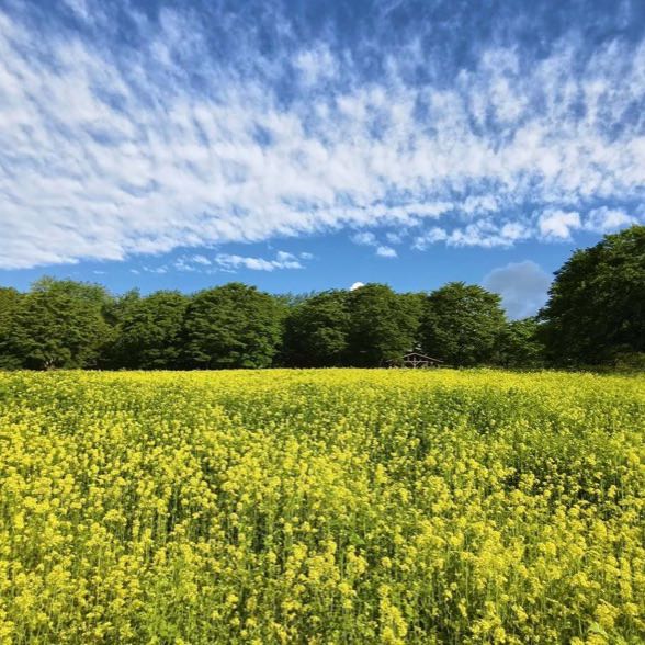 ミツバチの住むお花畑