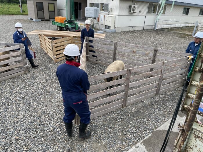 羊の新規導入