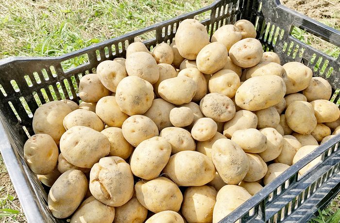 ネットショップで「じゃがいも」販売中！