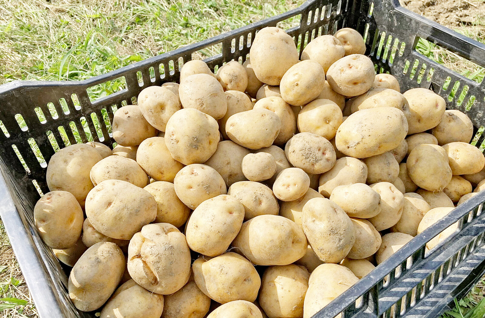 ネットショップで「じゃがいも」販売中！