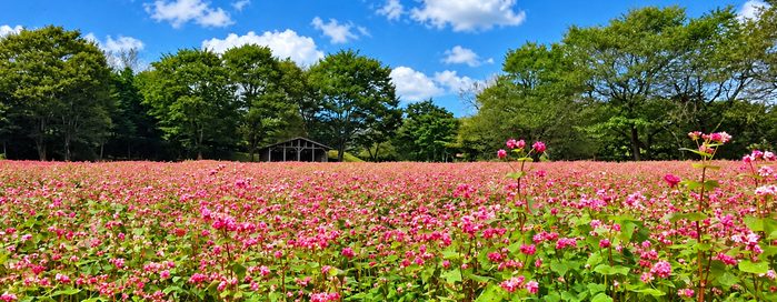 赤そば の花が 見ごろ を迎えています！
