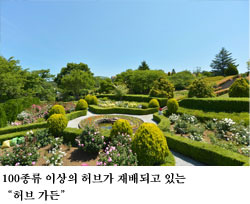 100종류 이상의 허브가 재배되고 있는 “허브 가든”