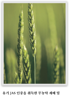 유기 JAS 인증을 취득한 무농약 재배 밀