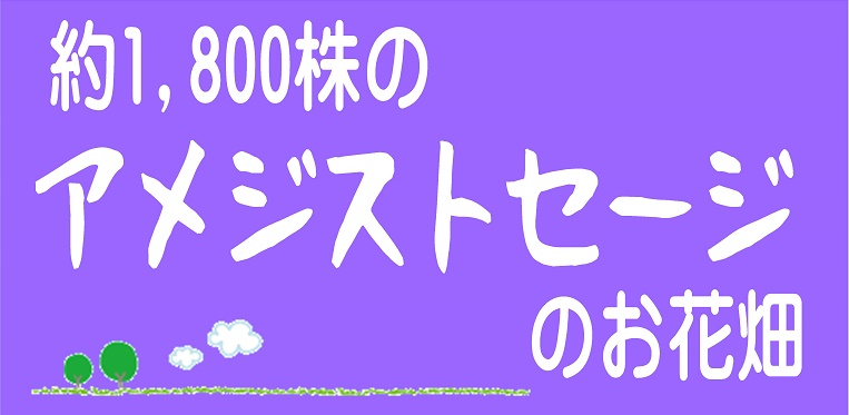 今秋 アメジストセージの花畑が咲き誇ります 記事詳細 館ヶ森アーク牧場