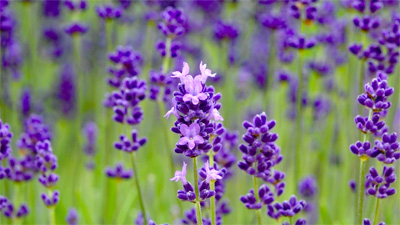 ラベンダーの花が咲きました 濃紫 こいむらさき 記事詳細 館ヶ森アーク牧場