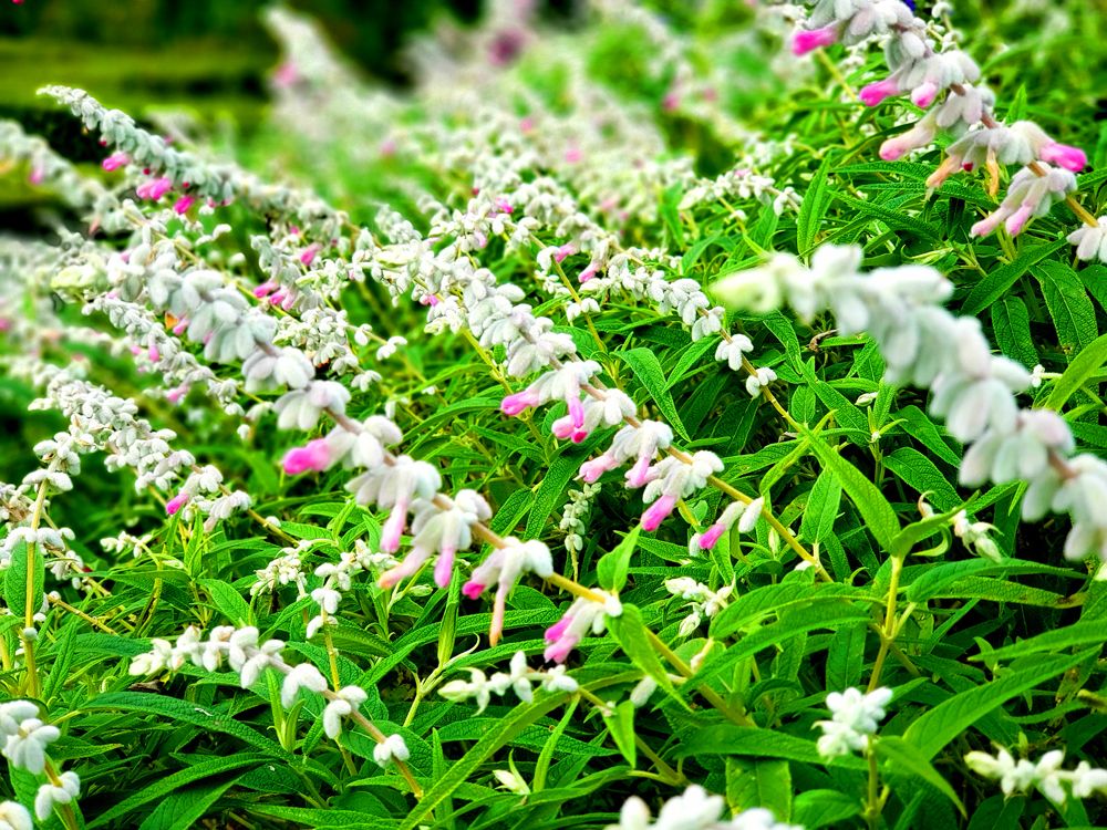 見ごろを迎えた アメジストセージのお花畑 (フェアリーピンク , ピンク