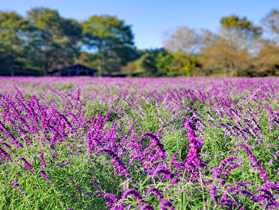 見ごろを迎えた アメジストセージのお花畑 (フェアリーピンク , ピンク